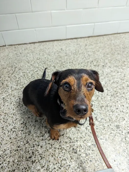 Animal Clinic Downtown Picture 6
