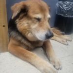 East Ridge Animal Hospital