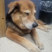 East Ridge Animal Hospital ico