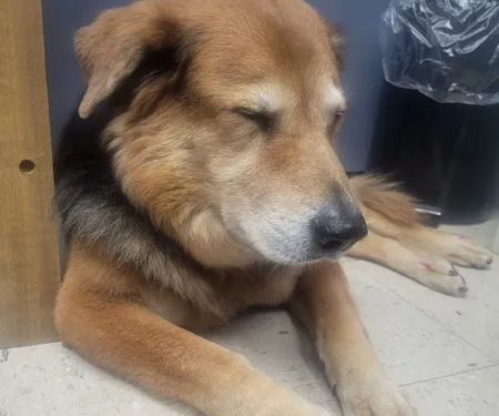 East Ridge Animal Hospital