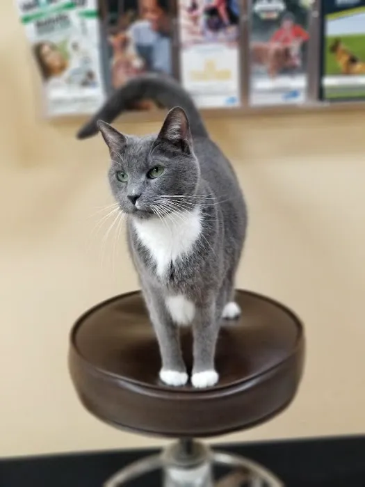 East Ridge Animal Hospital Picture 7