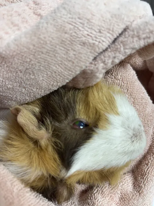 Animal Hospital of Signal Mountain Picture 9