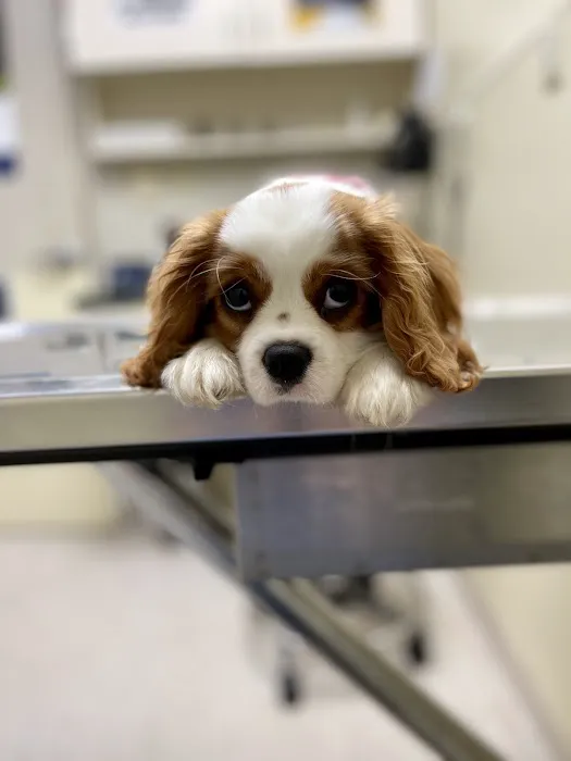 Red Bank Animal Hospital Picture 1