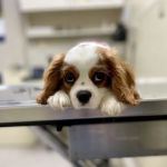 Red Bank Animal Hospital