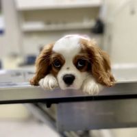 Red Bank Animal Hospital ico