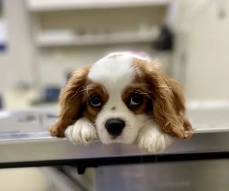 Red Bank Animal Hospital
