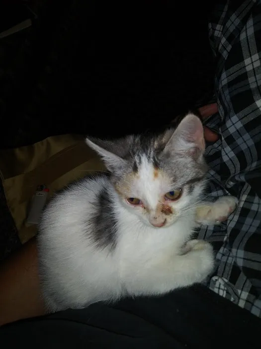 Red Bank Animal Hospital: Boggan Elizabeth DVM Picture 3