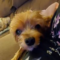 Red Bank Animal Hospital: Boggan Elizabeth DVM ico