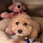 VCA Regional Institute for Veterinary Emergencies and Referrals