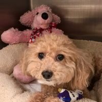VCA Regional Institute for Veterinary Emergencies and Referrals ico
