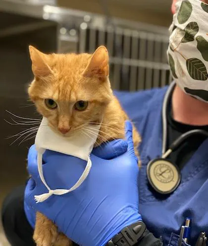 VCA Regional Institute for Veterinary Emergencies and Referrals Picture 7