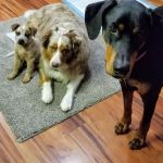 Albert Lea Veterinary Clinic