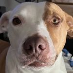 South Central Pet Care