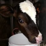 Grassland Veterinary Services
