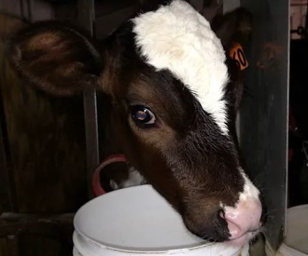 Grassland Veterinary Services