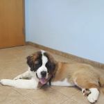 Castlerock Veterinary Hospital