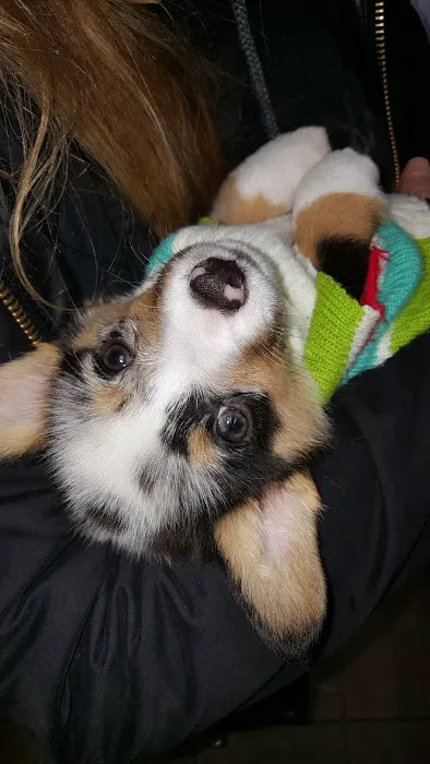 Castlerock Veterinary Hospital Picture 2