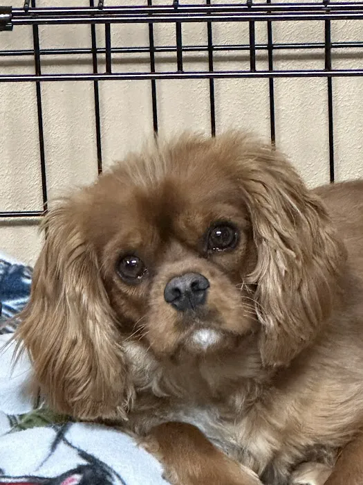 Castlerock Veterinary Hospital Picture 5