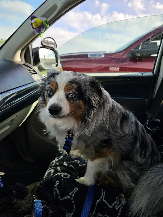 FixAPet Picture 2