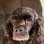 Marshfield Veterinary Service