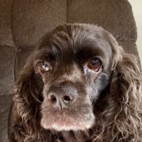 Marshfield Veterinary Service ico