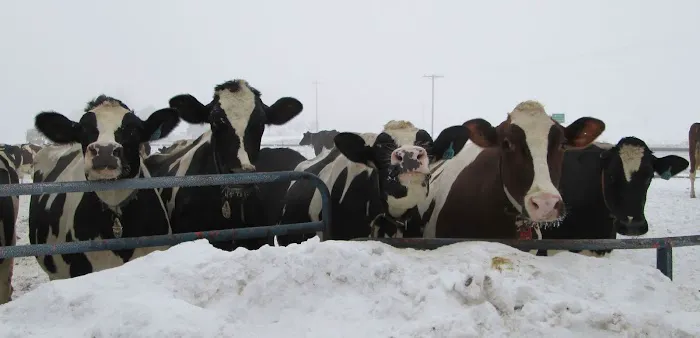 Marshfield Veterinary Service Picture 2
