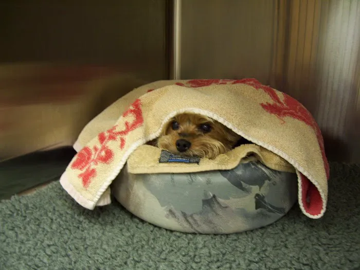 Athens Veterinary Service Picture 2