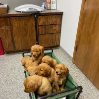 Athens Veterinary Service ico