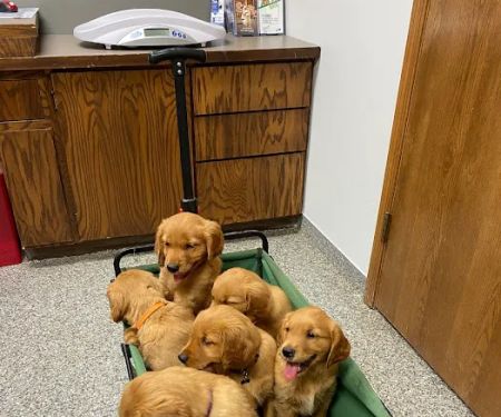 Athens Veterinary Service