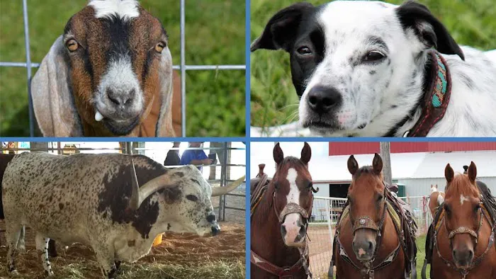 Blue Skies Large & Small Animal Clinic LLC Picture 6