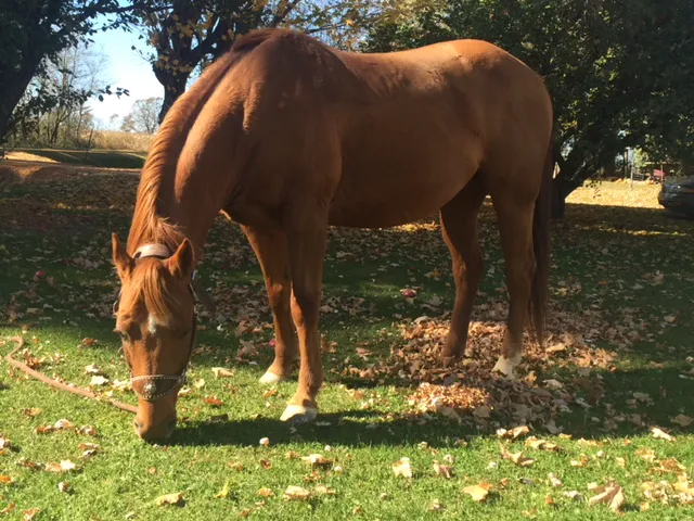 Blue Skies Large & Small Animal Clinic LLC Picture 10