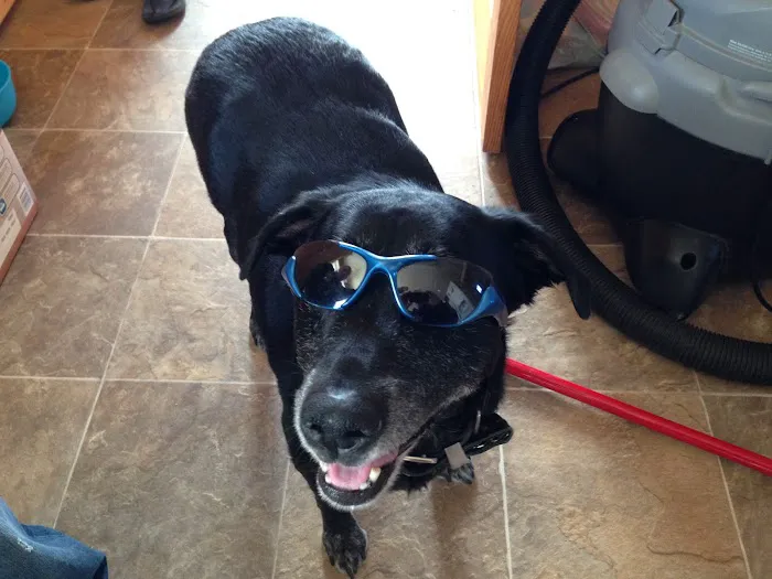 Blue Skies Large & Small Animal Clinic LLC Picture 9