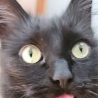 Stratford Veterinary Clinic ico