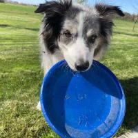 Wildwood Animal Hospital & Clinic ico
