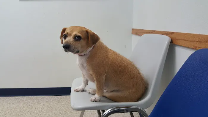 Wildwood Animal Hospital & Clinic Picture 8