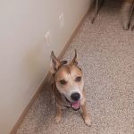 Hometown Veterinary Clinic