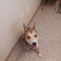 Hometown Veterinary Clinic ico