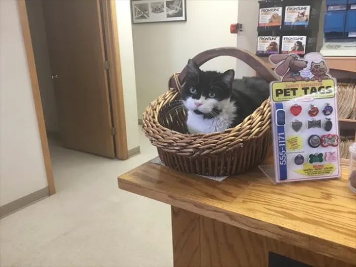 Hometown Veterinary Clinic Picture 6