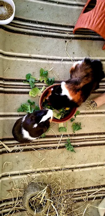 Best Friends Pet Clinic LLC Picture 2