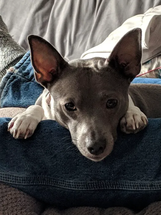 Best Friends Pet Clinic LLC Picture 3