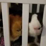 Best Friends Pet Clinic LLC