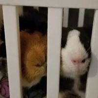 Best Friends Pet Clinic LLC ico