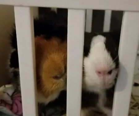 Best Friends Pet Clinic LLC