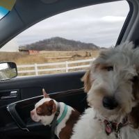 Van Loon Animal Hospital ico