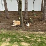 Wisconsin Veterinary Orthopedics