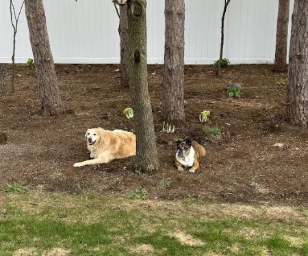 Wisconsin Veterinary Orthopedics