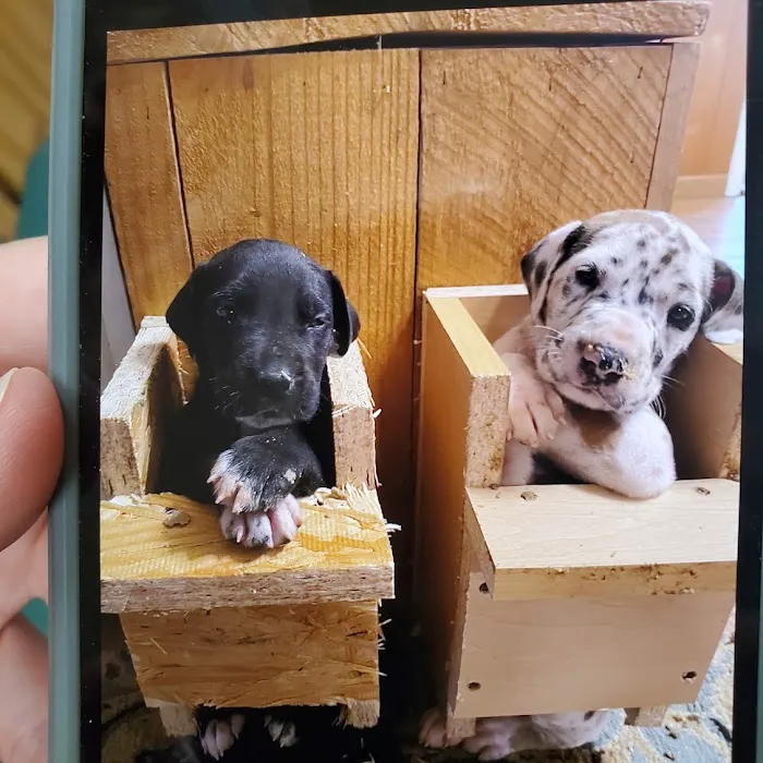 Wisconsin Veterinary Orthopedics Picture 4