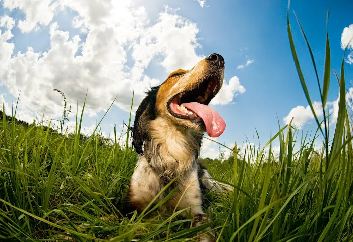 Wisconsin Veterinary Orthopedics Picture 8