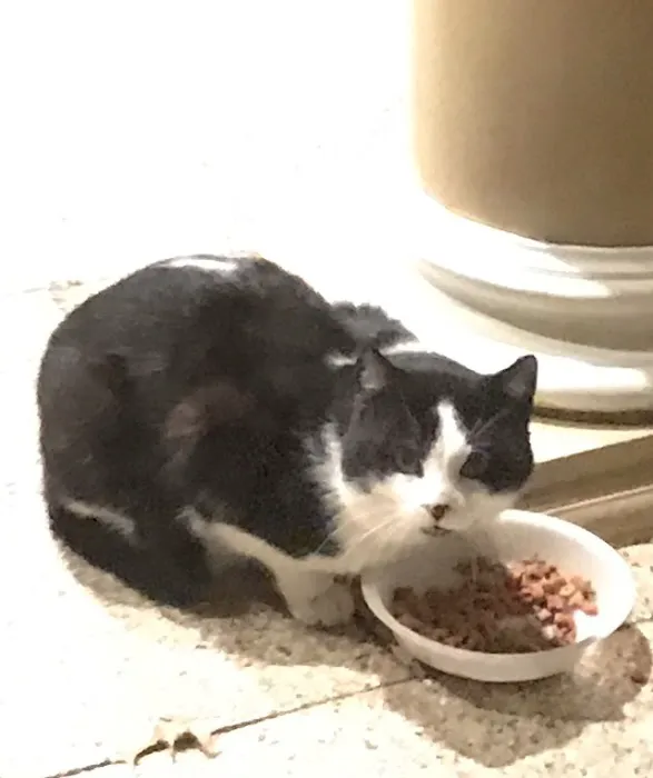 Root River Veterinary Center Picture 8