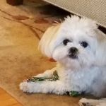 Spring Valley Vet Clinic